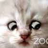 mitten_kitten